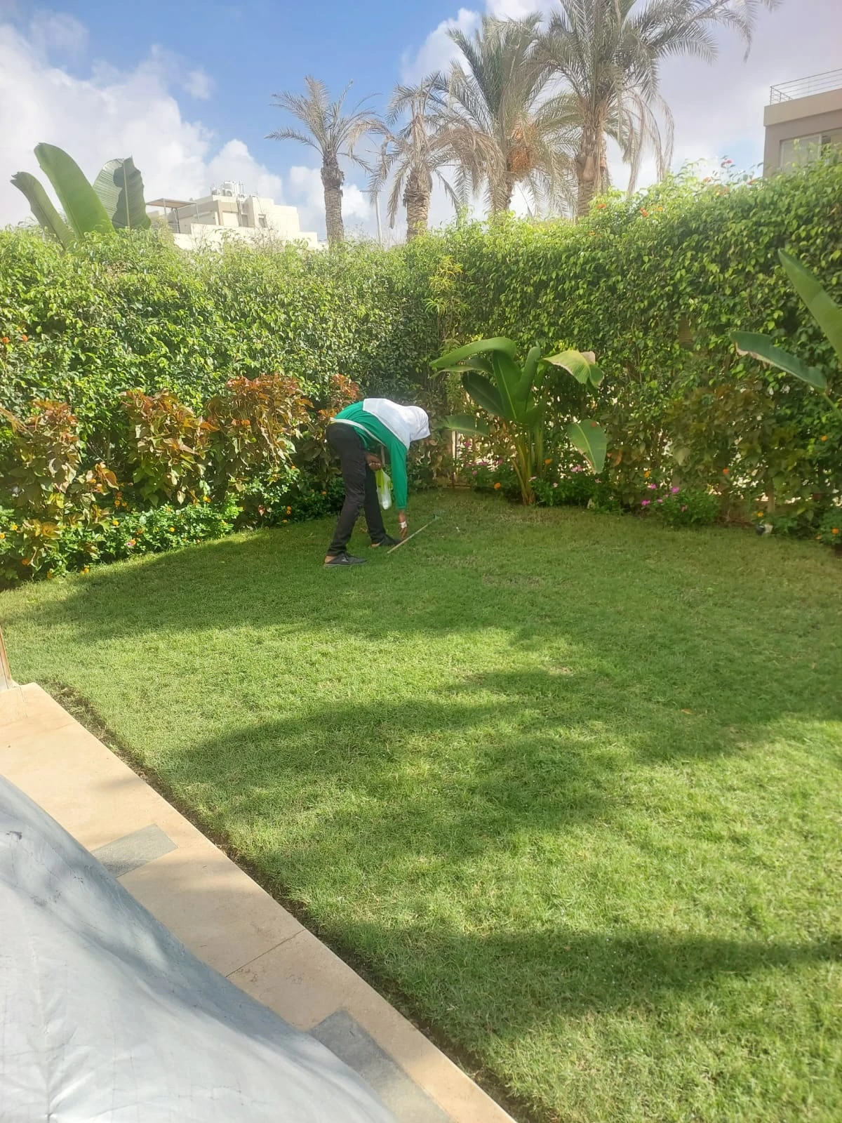 Tending the lawn beside a planted hedge and pool edge